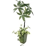 nobrand 光触媒パキラ（造花） オブジェ (4154)