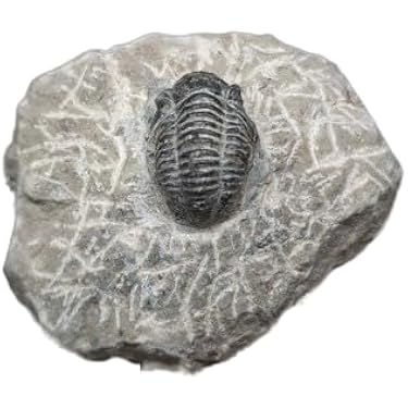 エビ 平面 化石（12.5x7.5 cm) 立体 化石（7㎝）2個まとめ エビ 平面 化石（12.5x7.5 cm) 立体 化石（7㎝）2個まとめ エビ 平面