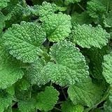 ホアハウンド 40粒