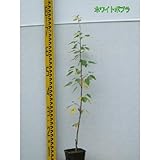 ホワイトポプラ