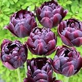 チューリップ　ブラックヒーロー　５球入