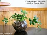 Parthenocissus Sugarvine / Modern Round Glass / シッサス・シュガーバイン / モダンラウンドグラスポット / インテリア観葉植物 / ハイドロカルチャー