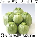 ズッキーニ 苗 パリーノオリーブ