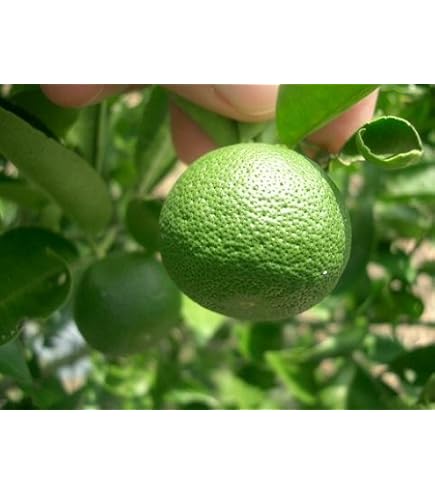 Amazon.co.jp: 柑橘類苗木 すだち（酢橘）の苗木 13.5cmポット苗 接木1