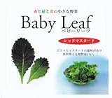 【種子】ベビーリーフ・レッドマスタード 1dl