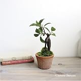 ガジュマルポット　造花 インテリア ミニ観葉植物 CT触媒 フェイクグリーン