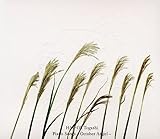 Piano Songs-October Angel-