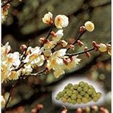 ウメ（梅）：竜峡小梅[りゅうきょうこうめ]接木苗4号ポット[梅干し向きの豊産種][苗木] ノーブランド品