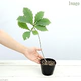 (盆栽)カシワの苗(槲) 3.5号(1ポット) 本州・四国限定[生体]
