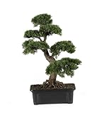 ほぼ自然4103 Cedar盆栽シルクPlant、24インチ、グリーン
