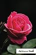 Address Book.: (Flower Edition Vol. E47)Pink Rose Design Glossy and Soft Cover, Large Print, Font, 6 X 9 for Contacts, Addresses, Phone Numbers, Emails, Birthday and More.