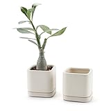 T4U 7.5CM 陶器鉢 カメオブラウンシリーズ スクエア 多肉植物 サボテン鉢 フラワーポット プランター容器 受け皿付き ベージュ 2個入りセット