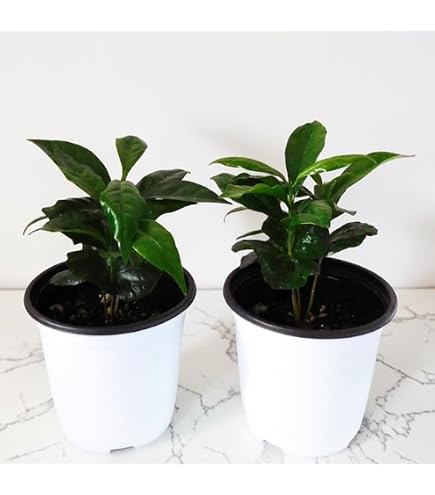 観葉植物 コーヒーの木 珈琲 バルーン陶器鉢 植え込み発送 観葉植物