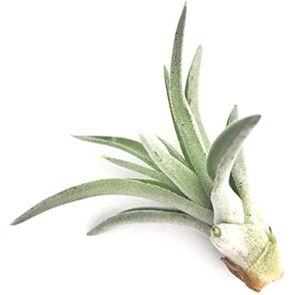 Amazon Co Jp ゆうパケット発送 エアプランツ チランジア ブラキカウロス Ssサイズ Tillandsia エアープランツ ティランジア ブロメリア Diy 工具 ガーデン