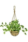 DORIS 観葉植物 光触媒 ミニ 【ガーデングリーン・ハングキング 25cm】 フェイクグリーン インテリア 麻鉢 水やり不要 軽量