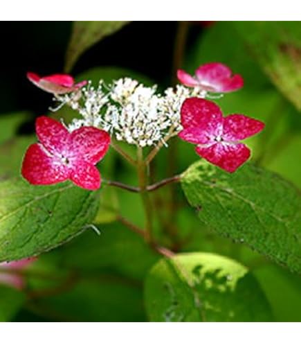 Amazon | 山アジサイ 伊予獅子てまり 5号鉢 ピンク花 鉢植え 母の日