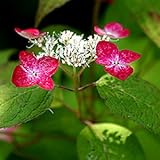 [ ヤマアジサイ ] 紅 （ くれない ）