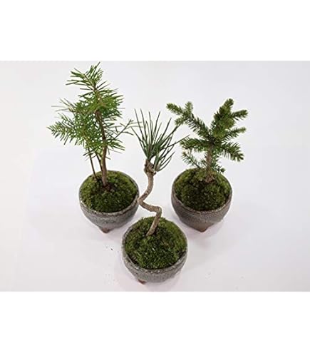 梵*丸様 石化檜 楽天市場】盆栽 石化ひのきの通販