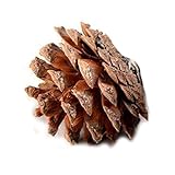 ガーデンオーナメント・置物 盆栽　エキナセア 風景装飾品　庭の装飾　3-4cm