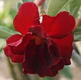 40 Fresh seedsアデニウム アラビカム オベスム 砂漠のバラ種子(40粒)塊根植物種子Adenium obesum Desert Roses seeds no125-Double-Red-