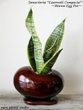 Sansevieria Laurentii Compacta / Egg Pot  Brown / サンセベリア・ローレンティー・コンパクタ / エッグポット・ブラウン / インテリア観葉植物 / 鉢