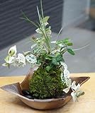 色々な葉色を楽しめる苔玉【ハツユキ（初雪）カズラ・白竜の寄せ植え苔玉・焼締茶器セット】 (敷石の色（黒）)