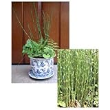 トクサ（木賊）24株セット[日本的情緒のある常緑多年草！]