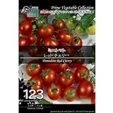 [ 西洋野菜 種 ] ミニトマト レッド チェリー