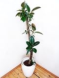 【送料込み】大きな光沢のある葉が魅力的な朴仕立てのゴムノキ／170cm前後（10号プラ鉢）【鉢カバー別売り】