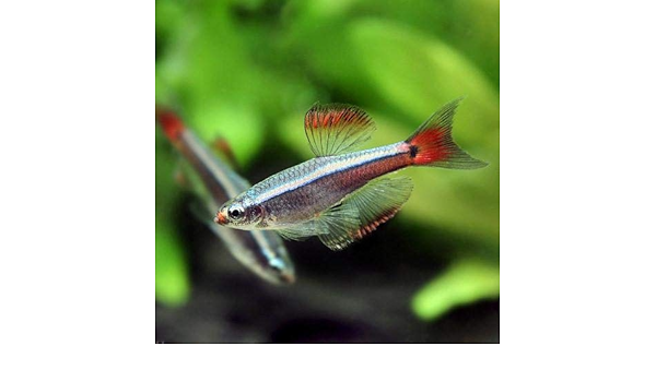 人気定番 熱帯魚 カージナル アカヒレ ロングフィン １０匹 北海道航空便要保温 21福袋 Elskaveda Com