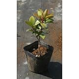 モッコク 3.5号ポット