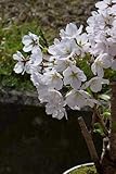 染井吉野桜　桜盆栽