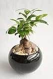 【業界初!!!!　純国産ひのきを使用した観葉植物。お部屋に広がるひのきの香りで癒しの空間に。】　ハイドロカルチャー　観葉植物　ガジュマル　ルンド黒　ひのき
