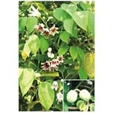 オンリーワン　長尺ツル性植物　ムベ　KJ6-TMUB