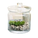 (観葉)苔Terrarium 小さな牧場`牛'ガラスポットS 説明書付 本州・四国限定[生体]