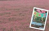 緑肥　れんげ草　レンゲ　蓮華草　種子　1ｋｇ