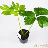 アシタバ 【苗】 ９ ｃｍ ポット ＜当店は 苗 種 鉢 培養土 ニーム の専門店＞