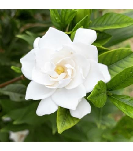 ☎要問合せ 正規大苗 希少　ゴールドメダル 黄花くちなし 八重 苗　B１ 庭木苗：くちなし*（梔子）クチナシ ゴールドメダル 黄花