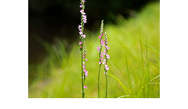 Amazon Co Jp 山野草 ネジバナ 7 5cmポット 10本セット Diy 工具 ガーデン