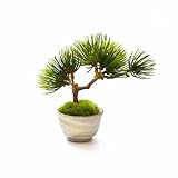 観葉植物 ミニ盆栽 フェイク 造花 ♪【カップボン】松・吹き流しS/ぐいのみ（御本手）♪ 【prm】インテリアグリーン フェイクグリーン アーティフィシャル 開店祝い 新築祝い ギフト 模様替え 店舗