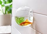 amzmonnsuta 壁掛けフラワーガラスの花瓶 水耕植物コンテナ