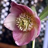 ラグジュアリークリスマスローズ サクラシフォン 9cmポット2017年秋の新苗 花苗 ガーデニング 寄せ植え