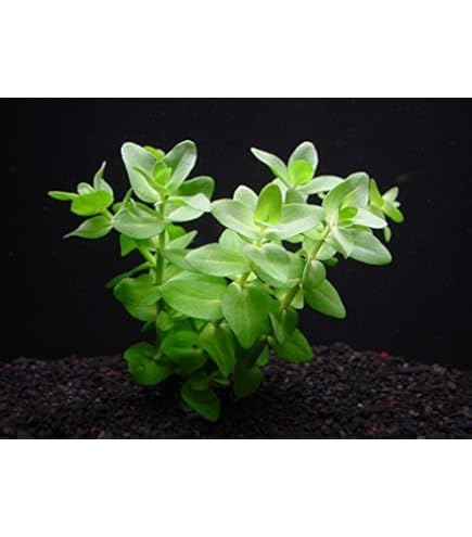 ☆atsupapa☆様 リクエスト 4点 まとめ商品　水草 ☆atsupapa☆様 リクエスト 4点 まとめ商品 水草 ☆atsupapa☆様