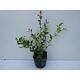 【ノーブランド品】 シャシャンボ 樹高0.3m前後 10.5cmポット 【20本セット】