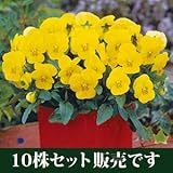 ビオラ フローラルパワー イエローサンライズ 10.5cmサイズ大ポット 10ポットセット パンジー ビオラ すみれ 苗 寄せ植え