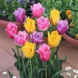 チューリップ　フリンジ咲混合　５球入