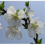 桜：富士桜（フジザクラ）樹高1.5m根巻き