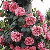 バラ苗 レオナルドダビンチ 国産大苗6号スリット鉢 つるバラ(CL) 返り咲き ピンク系