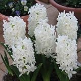 ヒアシンス(花壇用）　白色　３球入