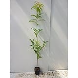 【10本セット】 シラカシ 樹高1.2m前後 15cmポット 白樫・白橿 しらかし ポット入り生垣用 苗木 植木 苗 庭木 生け垣